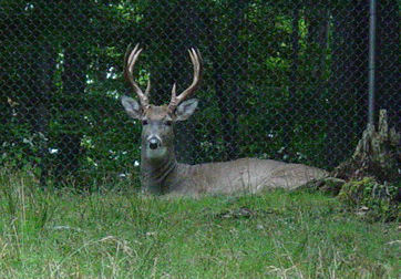 Deer at Wildlife Area