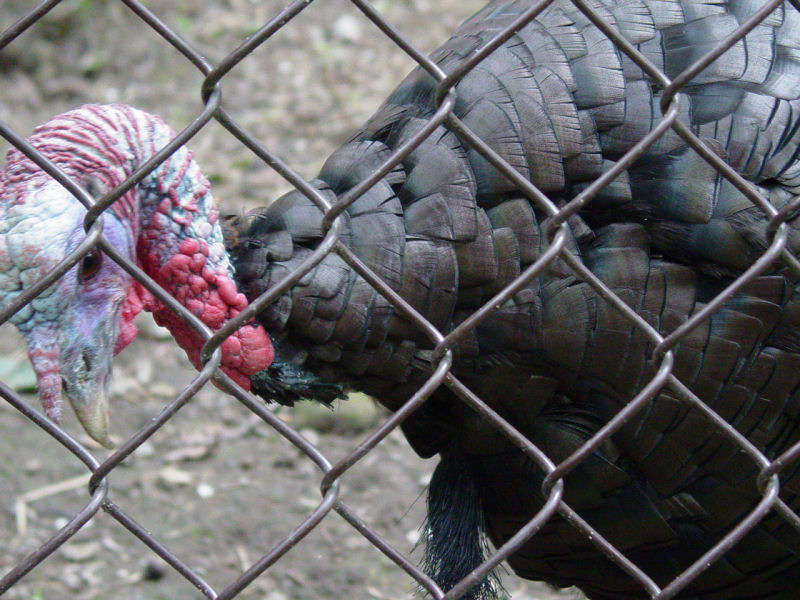 Ted's new friend the Turkey