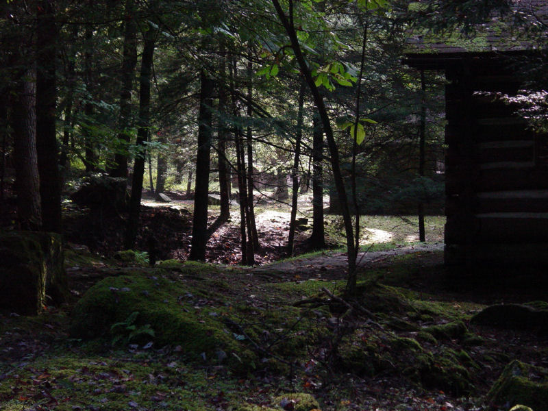 Mossy ground near cabin - Click to Enlarge