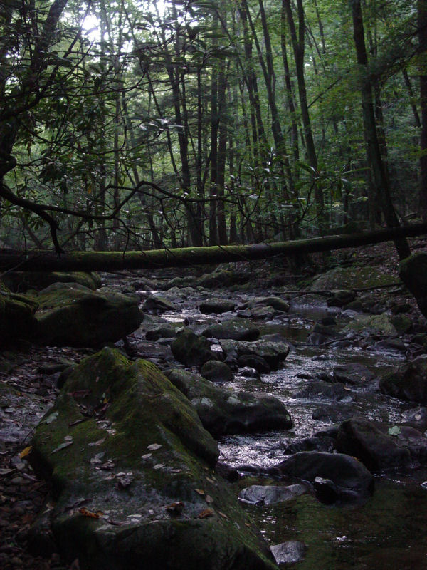 Laurel Fork stream - Click to Enlarge