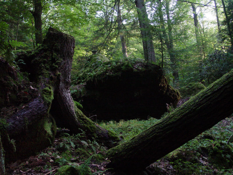 Mossy Stump and Rocks - Click to Enlarge