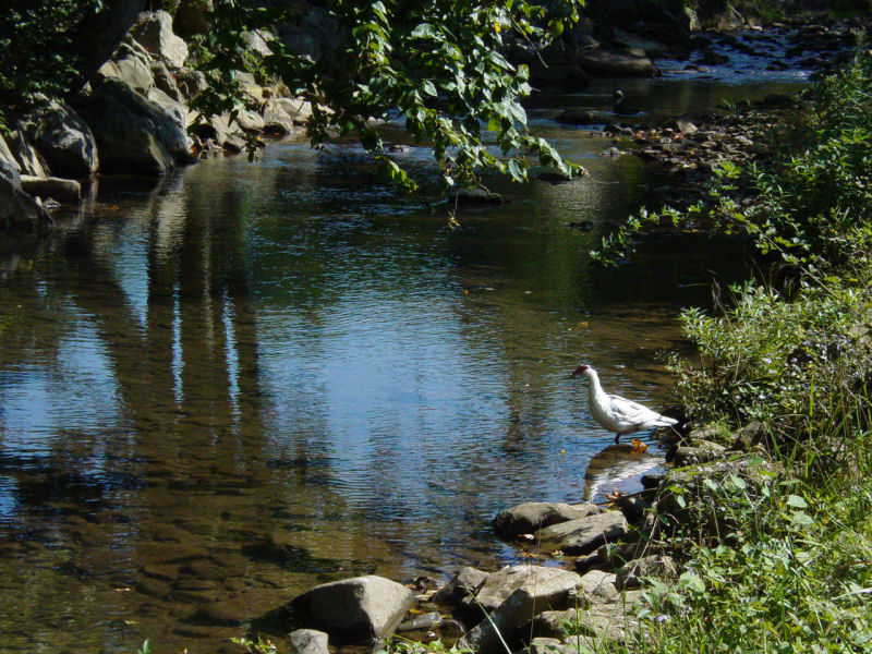 Helvetia, WV - Click to Enlarge