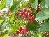 Berries at Wildlife Area