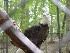 Eagle at Wildlife Area