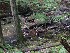 Kids near the Laurel Fork stream