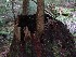 Tree growing out of a stump