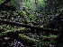 Mossy Fallen Trees