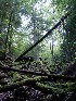 Mossy Fallen Trees