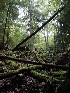 Mossy Fallen Trees