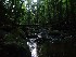 Laurel Fork stream