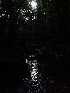 Laurel Fork stream