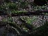 Mossy Tree Roots
