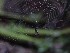 Spider Web