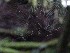 Spider Web