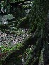 Mossy Tree Roots