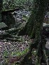 Mossy Tree Roots