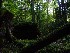 Mossy Stump and Rocks