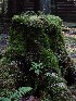 Mossy Stump