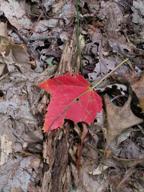 Fall Approaches at Scattered Remains