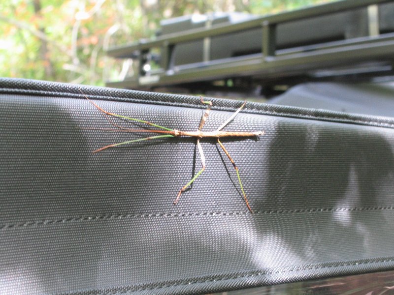 Walking Stick - Click to Enlarge