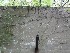 Scattered Remains