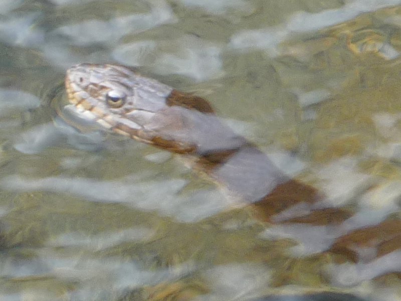 Snake at Down the Cheat - Bee Run