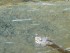Snake at Down the Cheat - Bee Run