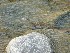 Snake at Down the Cheat - Bee Run