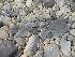 River Bed Rocks - Cheat River