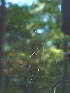 Spider Web