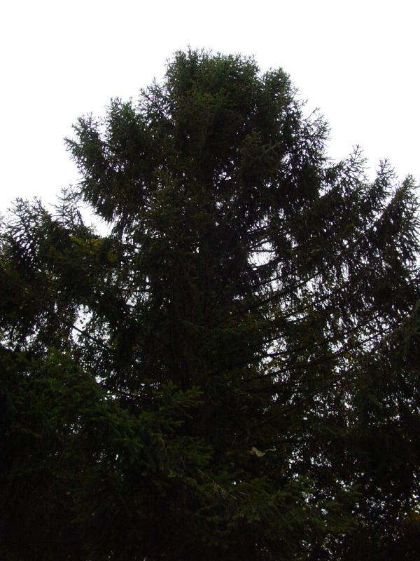 Large Tree near Big Mountain Fire Tower - Click to Enlarge