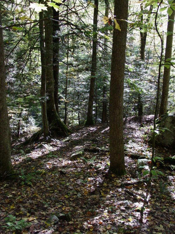 View near Holly River Cache