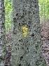 Carved Tree