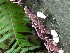 Fungus