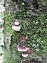 Fungus
