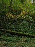 Trail Sights