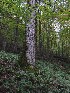Trail Sights