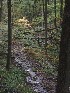 Trail Sights