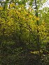 Trail Sights