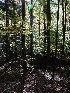 View near Holly River Cache