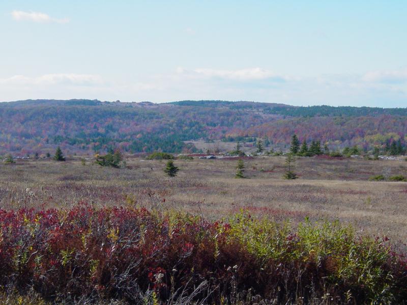 Dolly Sods - Click to Enlarge
