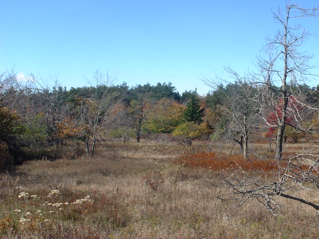 View from Dolly Sods