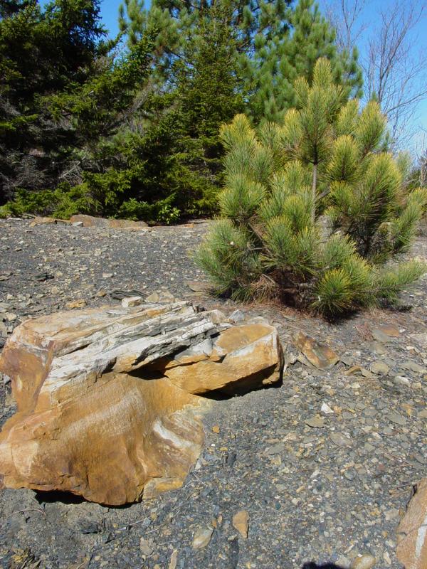 Terrain