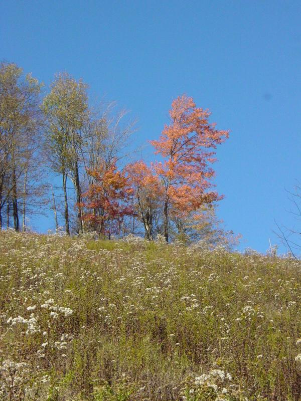 Steep Meadow near Douglas
