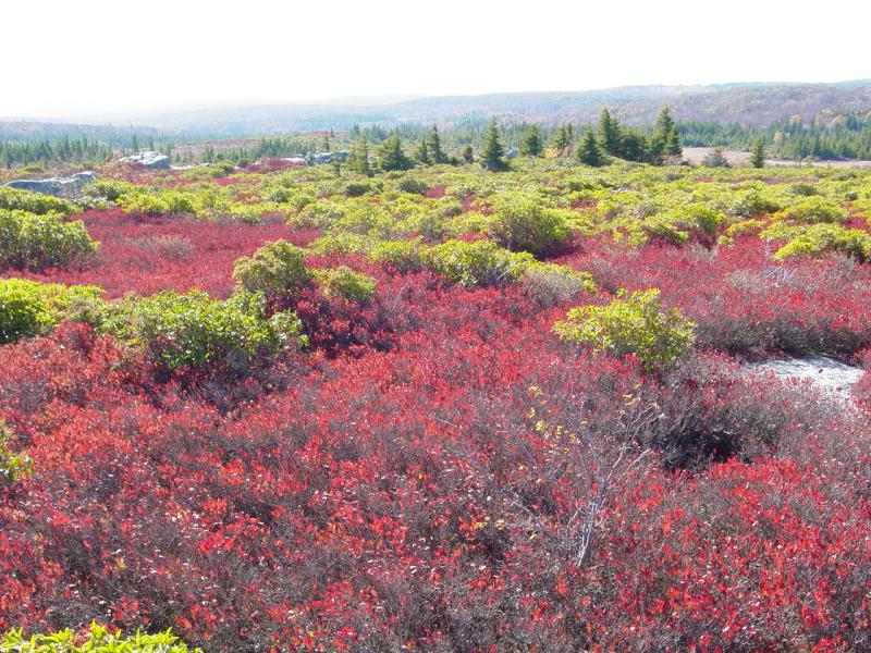 Trail to Bear Rocks on Dolly Sods