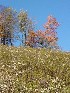 Steep Meadow near Douglas