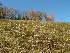 Steep Meadow near Douglas