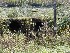 Coketon Coke or Tipple Oven ruins