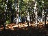 Pine Grove