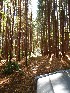 Pine Grove